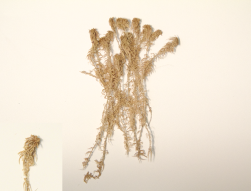 Rusty bogmoss; Rusty peat moss